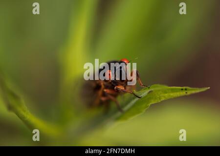 Bloomington, United States. 14th May, 2021. Brood X cicadas emerge from the ground along First Street on Vinegar Hill in Bloomington, Indiana. Billions of cicadas are expected to emerge this year in Indiana and several other states after living in the ground for 17 years. Credit: SOPA Images Limited/Alamy Live News Stock Photo