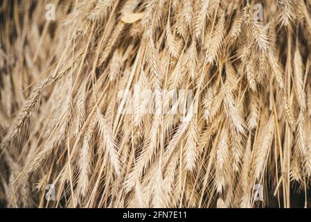 Close-up of dry hay, background. Sale for entire autumn collection, incredible discounts and wonderful choice. An autumn holiday in the farm Stock Photo