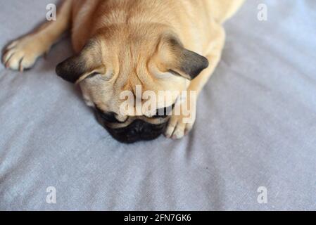 Sad dog mops lying on couch Stock Photo