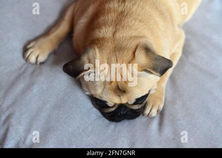 Sad dog mops lying on couch Stock Photo