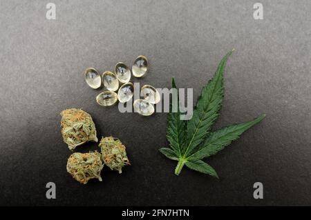 Medicinal cannabis buds, fresh leaf and cbd oil. Marijuana oil in medical capsules isolated on black background. Stock Photo
