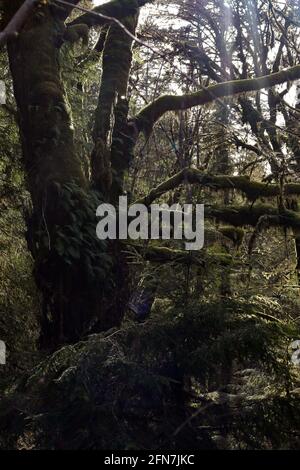 sunlight through forest covered in moss hanging from trees Stock Photo