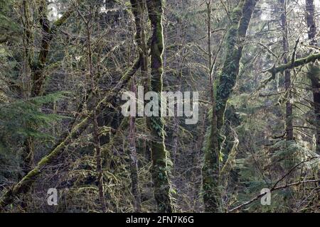 sun on trees in rain forest covered in moss and fern Stock Photo