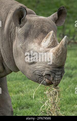 An eastern black rhinoceros, Diceros bicornis michaeli. This is a very close shot of its head as it is feeding. Stock Photo