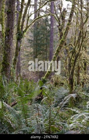 ferns on the forest floor growing between moss covered trees Stock Photo