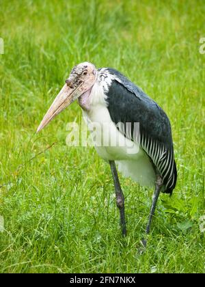 Marabou stork-  Leptoptilos crumeniferus on meadow Stock Photo