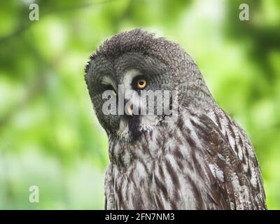 Ural owl - Strix uralensis liturata Stock Photo