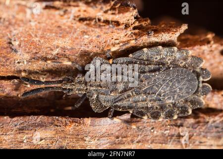 Flatbug (Aradus brevicollis Stock Photo - Alamy