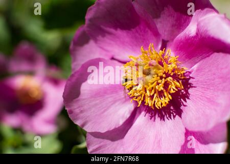 Pink peony macro. Bright spring floral background. The wild-growing rare peony Paeonia daurica is listed in the Red Book. An endangered plant species. Stock Photo