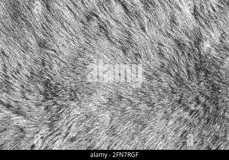 Distressed overlay texture of natural fur, grunge vector background. abstract halftone vector illustration Stock Vector