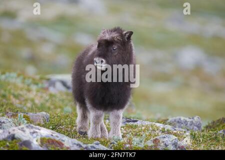 Young musk ox with family in the Dovrerell National Park in Norway Stock Photo