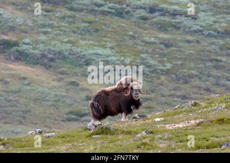 Young musk ox with family in the Dovrerell National Park in Norway Stock Photo