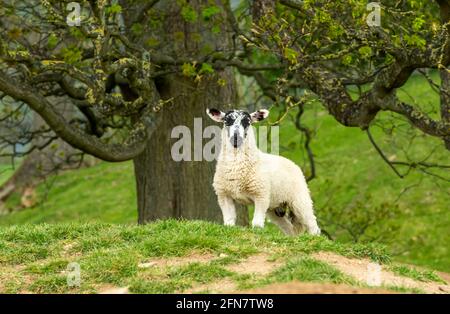 A fine, well grown Swaledale mule lamb in Springtime, stood on a hillside beneath a budding Sycamore tree.  Nidderdale, North Yorkshire.  Horizontal. Stock Photo