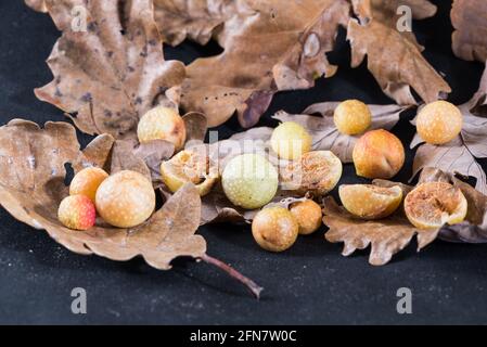 Oak gall or Oak apple on leaves of a oak. Galls of the insect Cynips quercusfolii, pest of the Oak plant, Italy Stock Photo