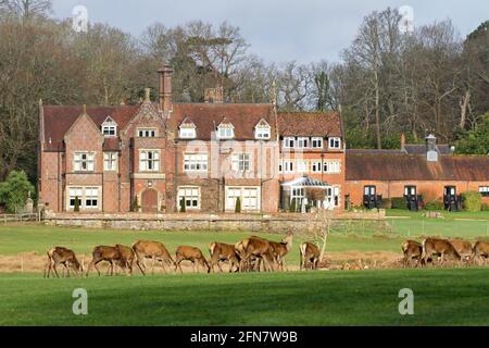 19th Century Burley Manor Hotel, A Baronial Style Manor House, 1852, With A Herd Of Red Deer, Cervus elaphus, In Front On A Grass Field UK Stock Photo