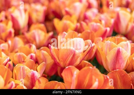 Top view field orange tulips in the Netherlands Stock Photo