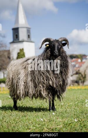 A long shaggy coated sheep with horns and lamb on a field in