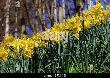 Swathes of Daffodils on wooded hillside Stock Photo