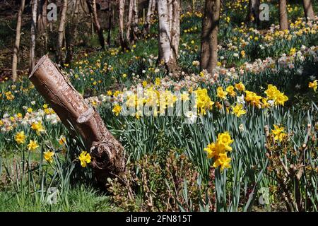 Swathes of Daffodils on wooded hillside Stock Photo
