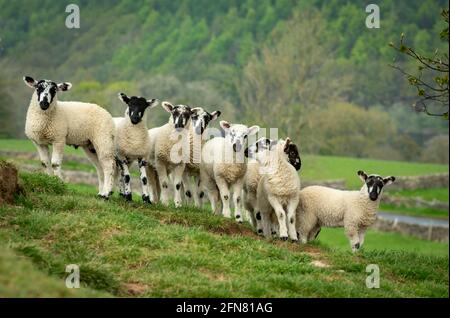 Swaledale mule lambs in Springtime.  A fine flock of eight healthy, well grown lambs, facing forward on a steep hillside beneath a budding Sycamore tr Stock Photo