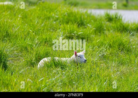 Sheep (Ovis)  on a dike on the North Sea coast with bright green grass Stock Photo