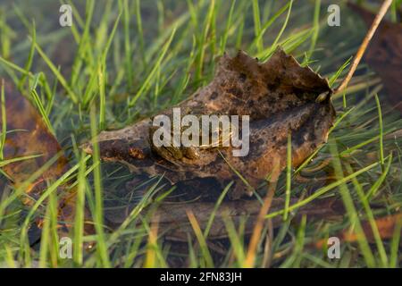 A frog sits on a leaf in the water at the edge of a swamp Stock Photo