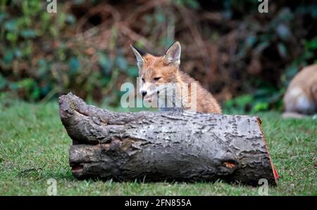 Fox cub exploring the garden Stock Photo