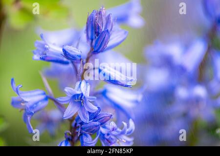 Fine rain is falling onto a bluebell plant Stock Photo