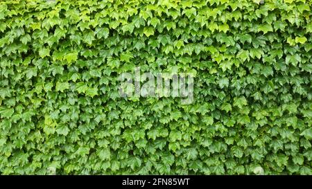 Boston ivy, Japanese creeper, Parthenocissus tricuspidata Stock Photo