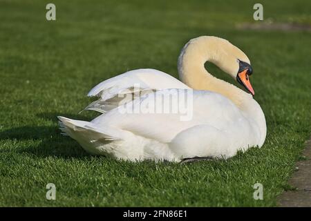 Beautiful low ground closeup view of big white swan (Cygnus) resting in sunshine on the lawn beside the lake on university campus, Dublin, Ireland Stock Photo