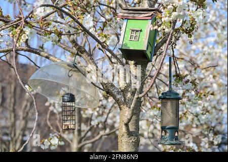 Beautiful closeup view of different bird feeders and old wooden bird house on spring white blooming cherry tree on university campus, Dublin, Ireland Stock Photo