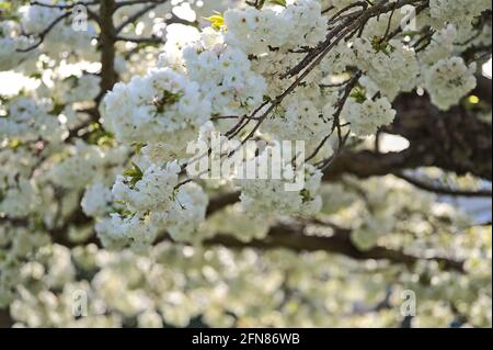 Beautiful closeup view of delicate spring white cherry (Prunus Shogetsu Oku Miyako) blossom flowering tree on university campus, Dublin, Ireland Stock Photo