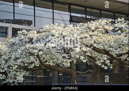 Beautiful distant view of delicate spring white cherry (Prunus Shogetsu Oku Miyako) blossom flowering tree against modern glass building at university Stock Photo