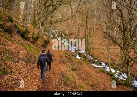 Walking through the beech forest of Carlac from Bausen village. Lauadors river (Aran Valley, Catalonia, Spain, Pyrenees) Stock Photo