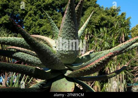 Sydney Australia, leaves with thorns of aloe ferox native to southern africa Stock Photo