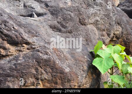 Green plant growing on a rock and stone with moss carpet in the woods. Stock Photo