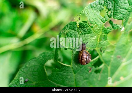 snail eats plants in the forest. park problem. Shallow depth of field Stock Photo