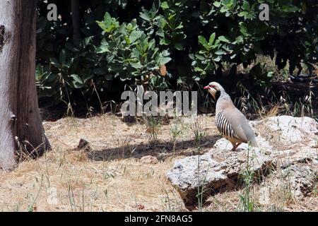 Wild Partridge sits on a stone in a forest. Stock Photo