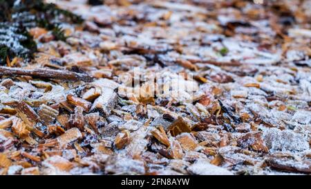 Close up of white frost covered wood chips in winter Stock Photo