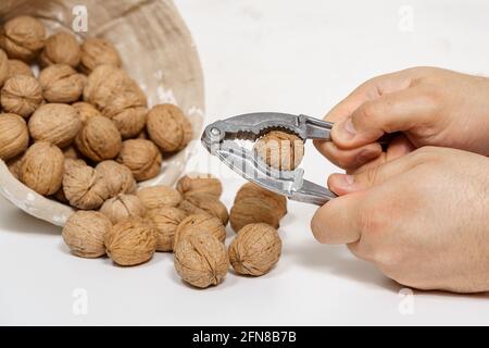 walnuts pour out of a wicker basket onto a white table. a man cracks a nut with an iron nutcracker Stock Photo