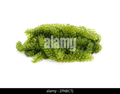 Umi-budou, grapes seaweed or green caviar isolated on white background Stock Photo
