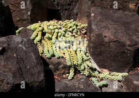 Sydney Australia,  trailing stems of sedum morganianum or donkey tail in rockery garden