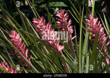 Sydney Australia, Brazilian vase plants with pink flowers Stock Photo