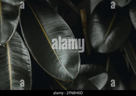 Indian Rubber Plant Ficus elastica plant leaf for modern home decoration tree nature background Stock Photo