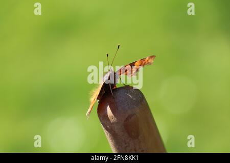 comma butterfly stitting on the top of a broom stick with a bright green background Stock Photo