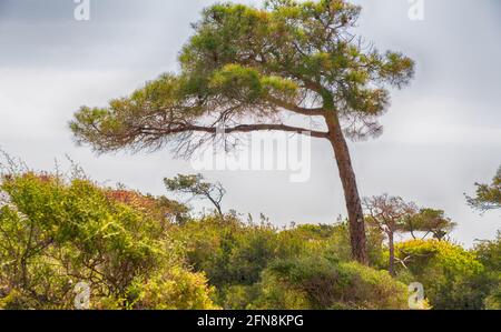 A twisted and wind blown pine tree at Yellowcraigs, East Lothian ...