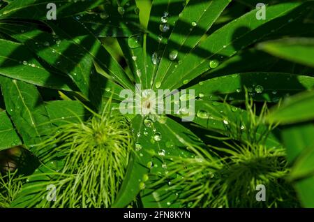 rain drops on lupin leaves Stock Photo