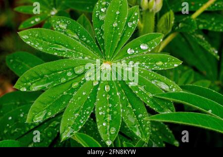 rain drops on lupin leaves Stock Photo
