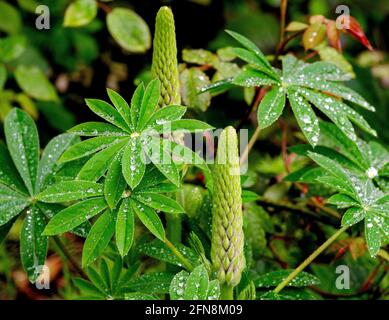 rain drops on lupin leaves Stock Photo