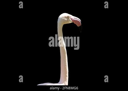Animal portrait of Greater flamingo bird on a black background Stock Photo